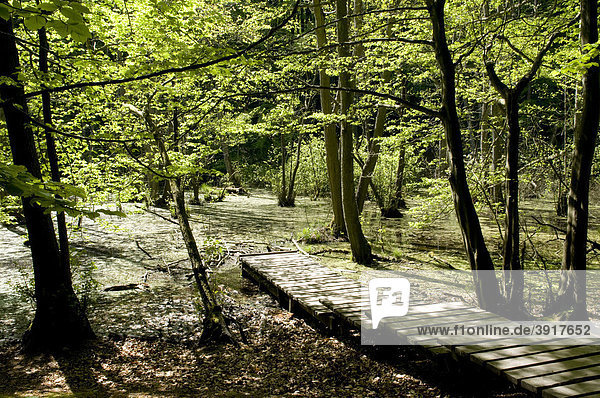 Holzsteg am Feuchtgebiet im Nationalpark Jasmund  Insel Rügen  Mecklenburg-Vorpommern  Deutschland  Europa