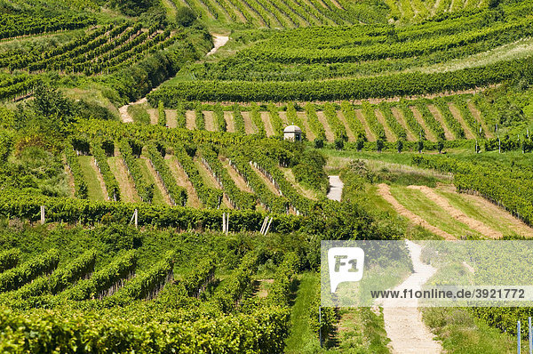 Country road through the vineyards of Baden near Vienna  Lower Austria  Austria  Europe