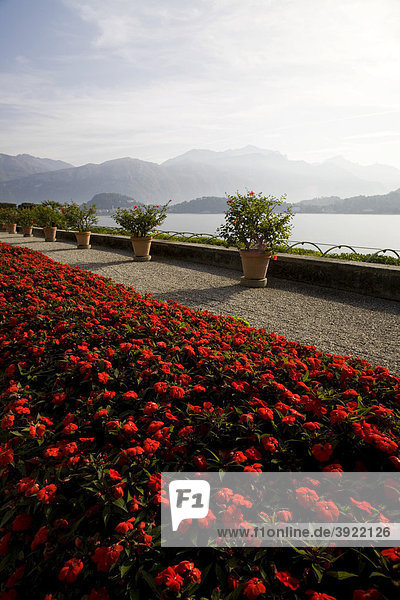 Terrasse mit Seeblick  botanischer Garten der Villa Carlotta  Tremezzo  Comer See  Italien  Europa