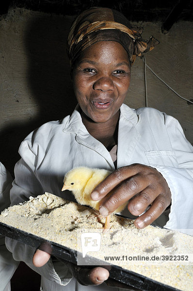 Geflügelprojekt einer Frauengruppe  Frau mit Küken  Lady Frere  Eastern Cape  Südafrika  Afrika