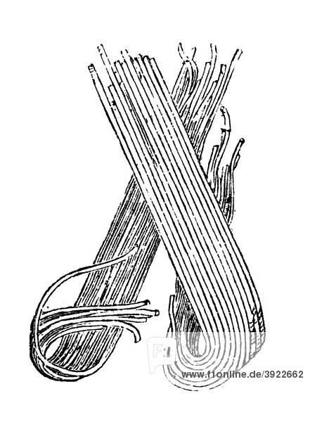 Prefix  vignette: noodles  historical illustration from: Marie Adenfeller  Friedrich Werner: Illustrated cooking and housekeeping book  Friedrichshagen 1899-1900  p. 647  Fig 737