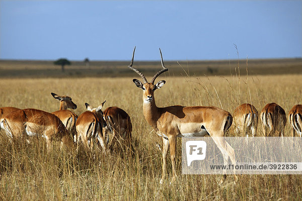 Impalas  auch Schwarzfersenantilope (Aepyceros melampus)  Antilopenherde