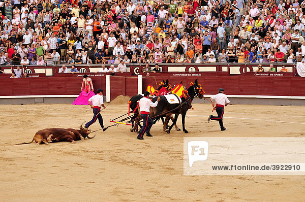 Abtransport eines toten Stieres in der Stierkampfarena Las Ventas  Madrid  Spanien  Iberische Halbinsel  Europa