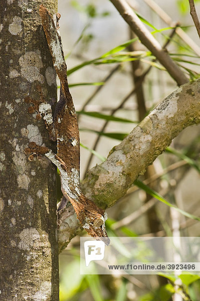 Plattschwanzgecko (Uroplatus sikorae)  endemisch  Madagaskar  Afrika