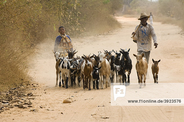 Bauer leitet Ziegen mit einem Kind in der Nähe Morondava  Madagaskar  Afrika