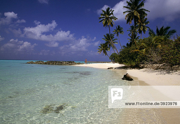 Strand  Kokospalmen (Cocos nucifera)  Ari Atoll  Malediven  Asien