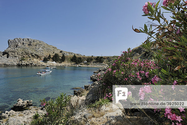 Rhododendron bei der Apostel-Paulus Bucht  Agios Pavlos Bay  Lindos  Rhodos  Griechenland  Europa