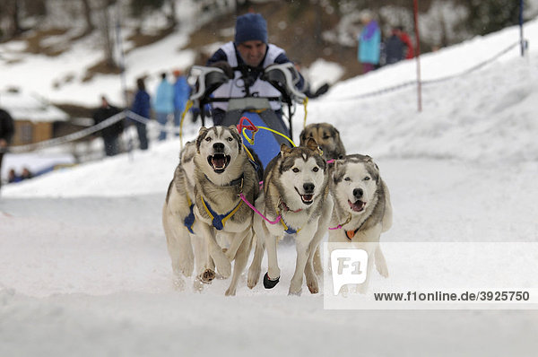 Huskies  International Sled Dog Race  Wallgau 2009  Upper Bavaria  Bavaria  Germany  Europe