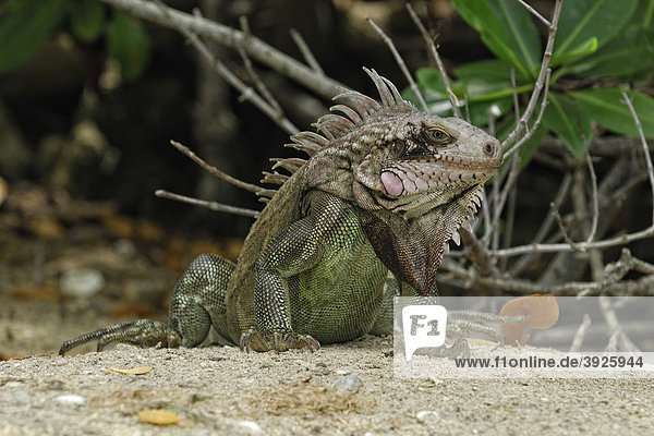 Grüner Leguan (Iguana iguana)  Insel St. Croix  US Virgin Islands  USA