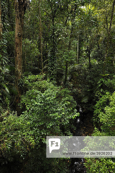 Regenwald  Daintree National Park  Queensland  Australien