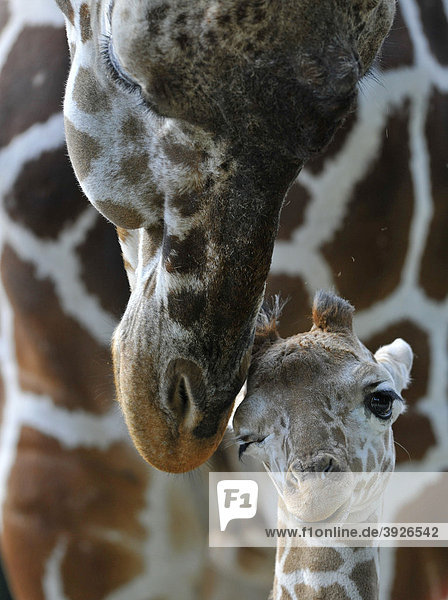 Netzgiraffe (Giraffa camelopardalis reticulata)  Jungtier 2 Wochen  zärtlich  Berührung  Mutter