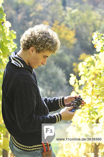 Winegrower  winemaker during the harvest  quality inspection  Trollinger  Stuttgart  Baden-Wuerttemberg  Germany  Europe