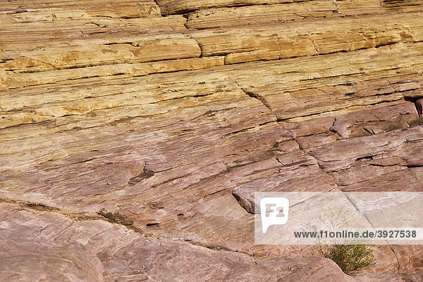 Valley of Fire State Park  Nevada  USA