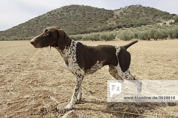 Pointer  Hühnerhund  Archidona  Provinz Malaga  Andalusien  Spanien  Europa