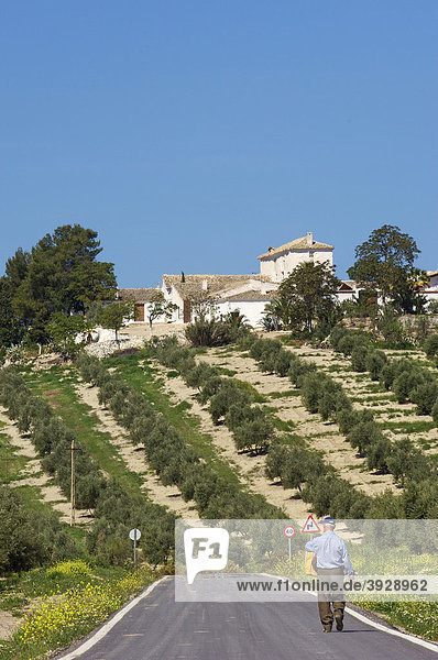 Cortijo und Landschaft mit Olivenbäumen  Sierra de Cazorla  Segura y Las Villas Naturpark  Provinz JaÈn  Andalusien  Spanien  Europa