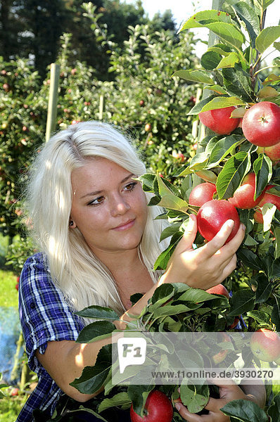 Blonde Frau bei der Apfelernte