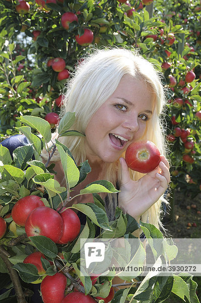 Blonde Frau beißt in einen roten Apfel  Sorte Discovery  Apfelernte