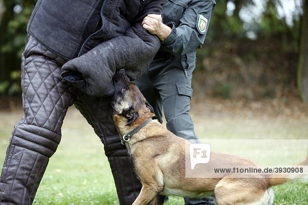 Polizeischutzhund  Diensthund  beim Training auf einem Übungsplatz  Deutschland  Europa