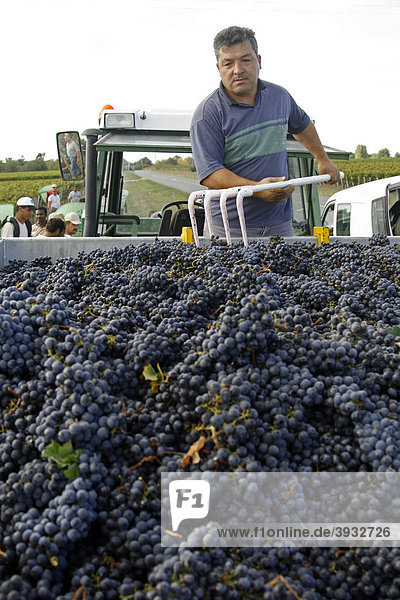 Weinernte  reife Weintrauben im Weinberg  Medoc  Aquitanien  Frankreich  Europa
