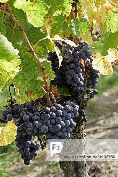 Reife Weintrauben im Weinberg  St. Emilion  Bordeaux  Frankreich  Europa