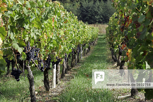 Reife Weintrauben im Weinberg  St. Emilion  Bordeaux  Frankreich  Europa