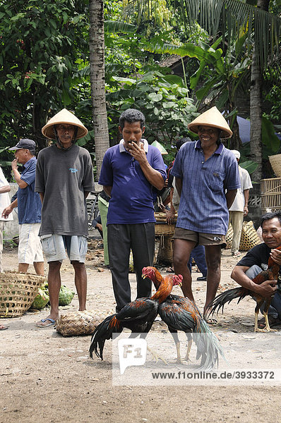Hahnenkampf auf einem Wochenmarkt in der Nähe von Yogjakarte  Mitteljava  Indonesien  Südostasien