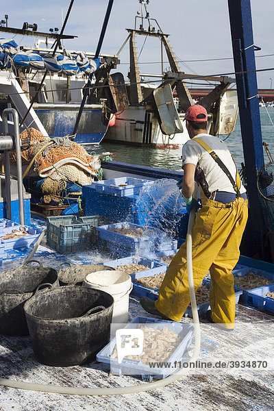 Fisherman preparing the catch for the fish market in the port of Peniscola  Costa Azahar  Spain  Europe