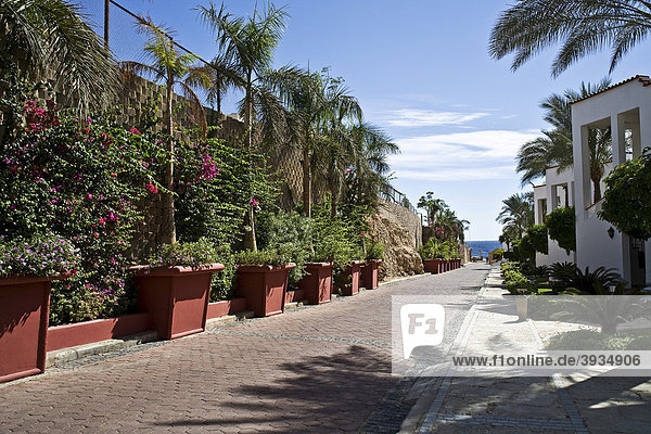 Planters with palms  Savoy hotel  Sharm el Sheikh  Egypt  Africa