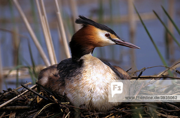 Great Crested Grebe (Podiceps cristatus)  adult brooding on the nest