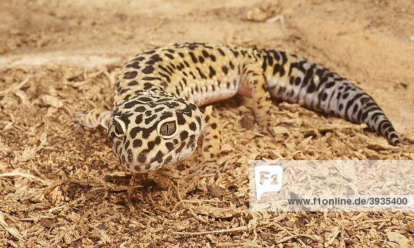 Leopard-Gecko (Eublepharis macularius)