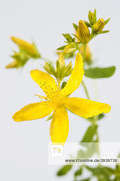 Johanniskraut (Hypericum perforatum) Blüten