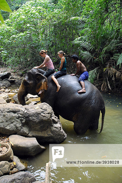 Elefanten-Camp Ban Kwan Chang  Trekking per Elefant im tropischen Wald der Insel Koh Chang  Nationalpark Mu Ko Chang  Trat  Golf von Thailand  Thailand  Asien