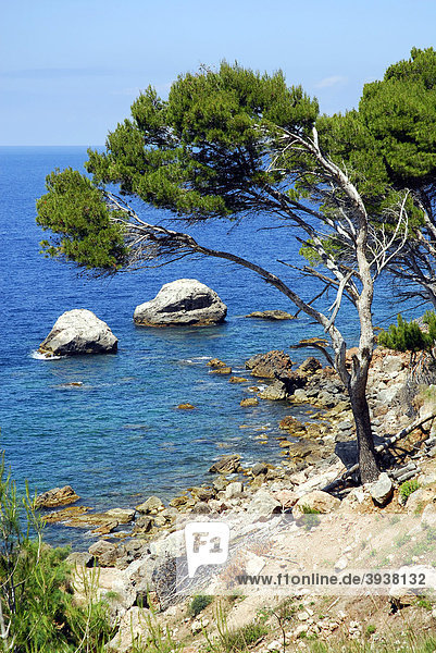 Kiefern (Pinus)  an der Küste zwischen Llucalcari und Deia  Mallorca  Balearen  Balearische Inseln  Mittelmeer  Spanien  Europa