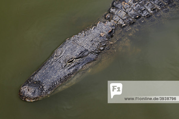 Alligator im Everglades Nationalpark  Miami  Florida  USA