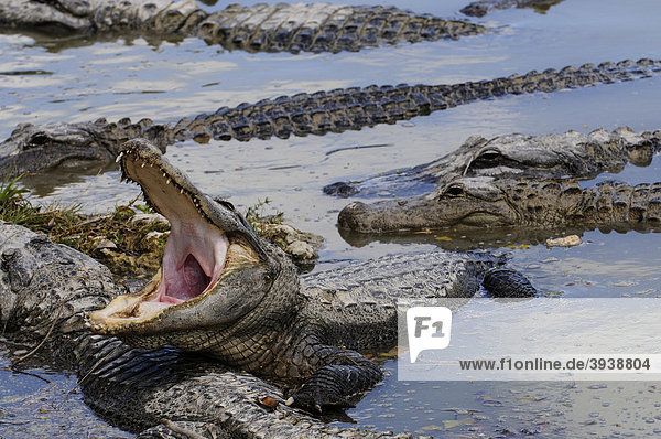 Alligatoren  Everglades Alligator Farm  Homestead  Miami  Florida  USA