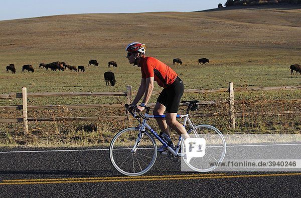 Race cyclist  bison herd  Mt Caramel  Utah  USA