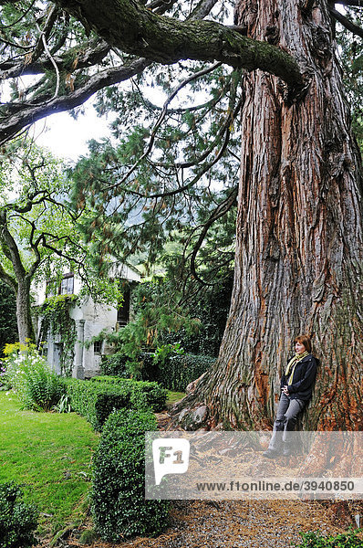 Frau und alter Mammutbaum (Sequoioideae  Sequoia) im Park und Garten des historisches Hotel und Palast Palazzo Salis  Dorf Soglio  Tal des Bergell  Val Bregaglia  Engadin  Graubünden  Schweiz  Europa