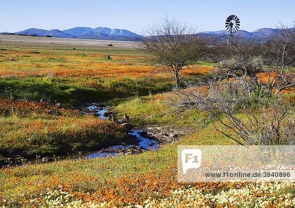 Wildblütengebiet im Frühling in Namaqualand  Südafrika  Afrika