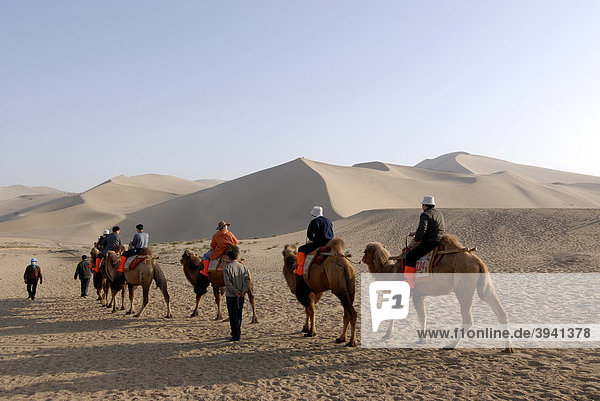 Camel caravan with tourists in front of the sand dunes of the Gobi Desert and Mount Mingshan near Dunhuang  Silk Road  Gansu  China  Asia