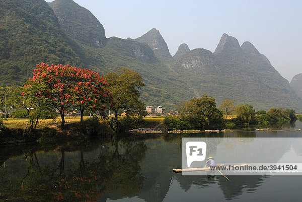 Chinese fisherman with a straw hat on a bamboo raft fishing near Yangshuo in Yulong River in front of flowering trees and karst rocks  Yangshuo  Guilin  Guanxi  China  Asia