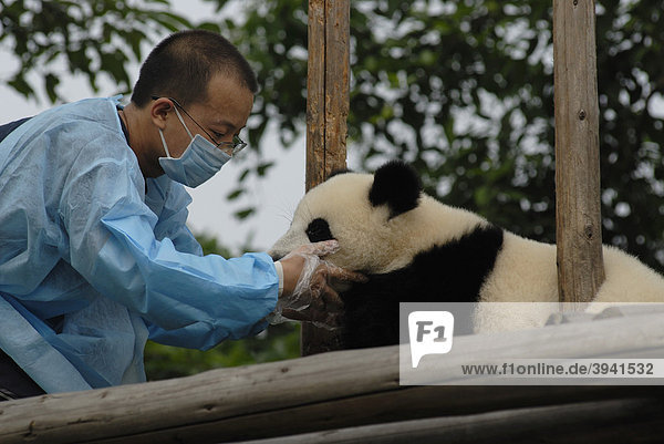 Großer Panda (Ailuropoda melanoleuca) und Pfleger im Forschungs- und Aufzuchtzentrum  Chengdu  Sichuan  China  Asien