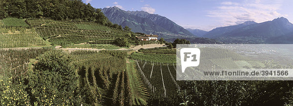 Apfelplantage  Weinberg  Tscherms  Trentino  Südtirol  Italien  Europa