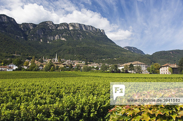 Mitterdorf  Weinberg  Kaltern  Trentino  Südtirol  Italien  Europa