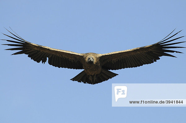 Kondor  Cruz del Kondor (Vultur gryphus) im Flug  Colca Canyon  Peru  Südamerika  Lateinamerika