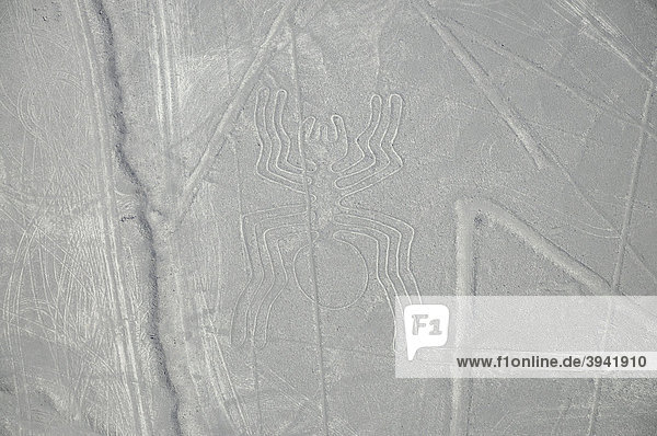 Spinne  46m  Nazca-Linien  Nazca  Wüstenlinie  Peru  Südamerika  Lateinamerika