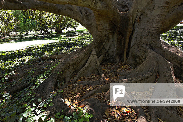 Wurzelwerk einer Großblättrigen Feige (Ficus macrophylla) Hyde Park  Perth  Western Australia  Australien