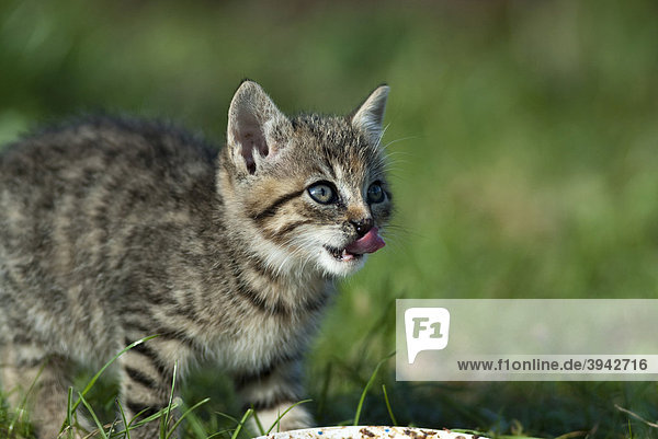 Domestic cat  kitten on a meadow