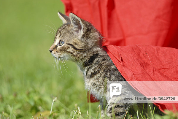 Domestic cat  kitten hiding under a cover in the open