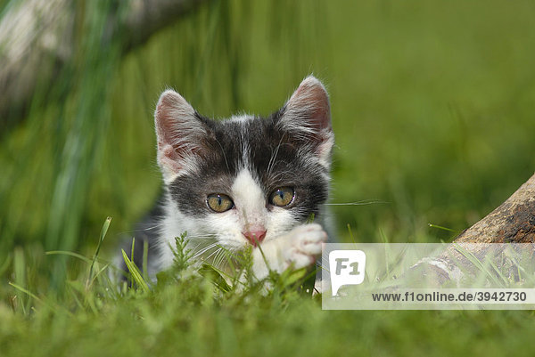 Hauskatze  Kätzchen im Gras liegend