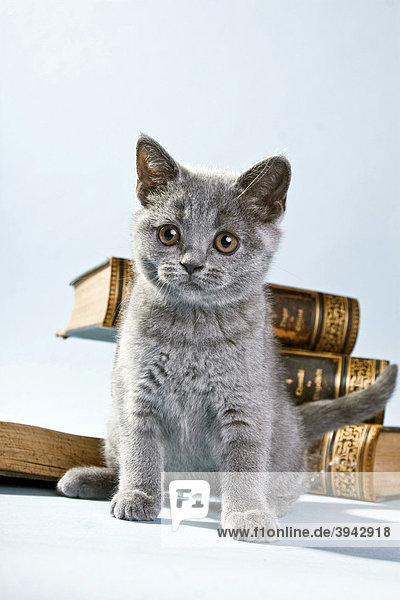 Britisch Kurzhaar Kätzchen vor Büchern sitzend